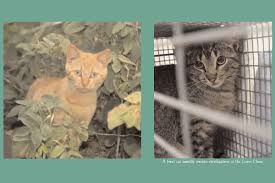 The humane society suggests placing two shelters with their doorways facing each other and securing a board between them to create a canopy. Combating Cat Overpopulation Trap Neuter Return Paws In The Media Paws Chicago