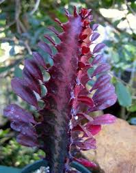 Image result for Maerua grantii