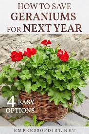 4 Easy Ways To Overwinter Geraniums Empress Of Dirt Overwintering Geraniums Geraniums Container Gardening Flowers