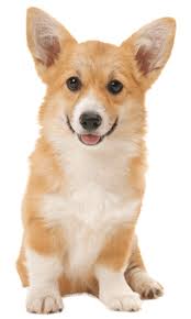 Buy, sell or adopt local pets in or oregon. Pembroke Welsh Corgi Training Temperament More