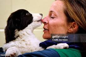 53 Fe Puppy Stock Photos, High-Res Pictures, and Images