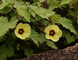 Image result for Hibiscus schinzii