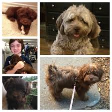 Maltese Black And Brown Shih Tzu I Built This Page To Help Folks Learn About The Different Puppy Colors Markings Patterns And How They May Change As Your P Shih Poo Puppies Shih Tzu Puppies