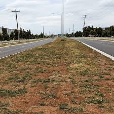 Image result for Hibiscus tridactylites