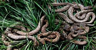Snake island | 60 minutes australia. Snake Island Brazil And Why No One Is Allowed To Visit Here Ayupp News