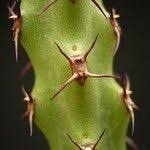 Image result for Euphorbia whellanii