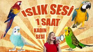 Islik Sesi Muhabbet Kusu Ve Papagan Konusturma Islik Sesi Youtube