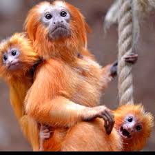 Pin By Lisa Taylor On Creature Pics Animals Wild Animal Tracks Baby Animals