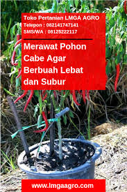 Merawat Pohon Cabe Agar Berbuah Lebat Dan Subur Hidroponik Kesuburan Tanaman
