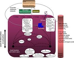 Image result for Bacteroidaceae