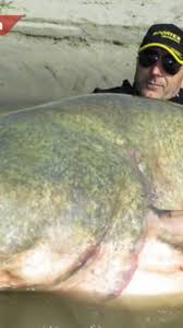 These are the second largest fish in that region, just behind the belluga sturgeon. Italian Fisherman Catches 280 Pound Catfish In Po River The Weather Channel Articles From The Weather Channel Weather Com
