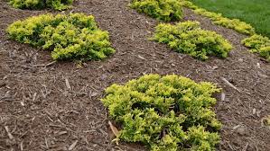 Jump to navigationjump to search. How Much Does Mulch Delivery And Install Cost Angi Angie S List