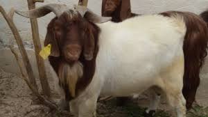 Maybe you would like to learn more about one of these? Goat Swify Ø§Ù„ÙØ±Ù‚ Ø¨ÙŠÙ† Ø§Ù„Ø¯Ù… Ø§Ù„ÙƒØ§Ù…Ù„ ÙˆØ§Ù„Ø¯Ù… Ø§Ù„Ù†Ù‚Ù‰ ÙˆØ§Ù„ØªÙ‡Ø¬ÙŠÙ† Ø§Ù„ØµØ­ÙŠØ­ Ù„Ù…Ø±Ø¨Ù‰ ØªÙ‡Ø¬ÙŠÙ† Ù…Ø§Ø¹Ø²Ø§Ù„Ø¨ÙˆØ± Full Blood To Boer Goats