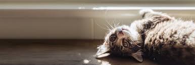 We provide services from daily visits, dog (and the occasional cat) walks. The 10 Best Pet Sitters In San Francisco Ca With Free Estimates