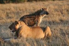 Image result for competition of course between species when