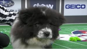 The annual puppy bowl was made to inspire people to adopt dogs of all shapes and sizes. Irfyxlkcgfhapm