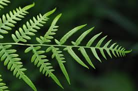 Image result for Pteridium
