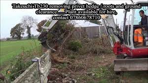 Root canal removal technique with ozone and prf. Privet Hedge Removal Using Takeuchi Tb 230 Youtube