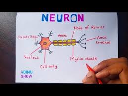 How To Draw And Label Neuron Step By Step Tutorial Youtube Science Diagrams Neurons Easy Drawings