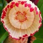 Image result for Napoleonaea