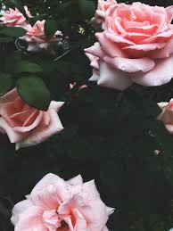 Maybe you would like to learn more about one of these? Rose Blackpink Pictures Download Free Images On Unsplash