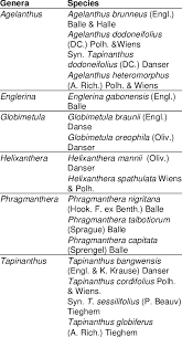 Image result for Agelanthus krausei