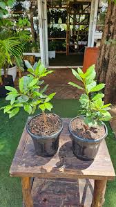 Image result for bay leaf bush foto