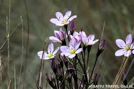 Image result for Tristicha