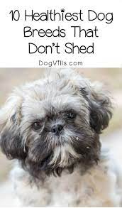 Looking For Adoption Tips To Find A Healthy Hypoallergenic Dog Check Out The Top Ten Healt Healthiest Dog Breeds Dog Breeds That Dont Shed Hypoallergenic Dogs