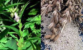 White Sesame Plant Seeds Easy To Grow Organic Fresh Untreated Seeds Can Stored Up To 5yrs Grow Organic Seeds Planting Seeds