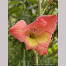 Image result for Dovyalis hispidula