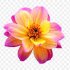 .bilder png, bilder png format, bilder poster, bilder upload, bilder zum downloaden kostenlos, bildet in höhere auflösung, bildet mit höhere auflösung, blumen, blumentopf, computer bild, foto 1