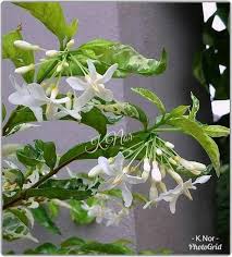 Ia juga dikenali sebagai buah tunjuk langit (sky fruit), buah. Pokok Bunga Jeliti Daun Batik Malaysia Online Nursery Facebook