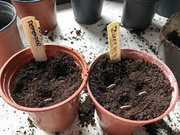 Water zucchini deeply, providing 1 to 2 inches of water whenever the top of the soil feels dry. Growing Zucchini In Containers Top Tips For Success