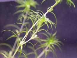 Image result for Lagarosiphon muscoides