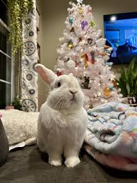 House Rabbit Society