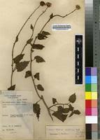 Image result for Crassocephalum vitellinum