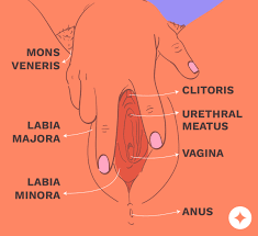 Clit Stimulation: Best Ways to Stimulate the Clitoris (UPDATED) | Le Wand