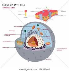 A labeled diagram of the plant cell and functions of its organelles we are aware that all life stems from a single cell, and that the cell is the most basic unit of all living organisms. Animal Cell Cross Vector Photo Free Trial Bigstock