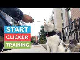 Watch as clicker trainer catherine crawmer goes through these basics of. How To Start Clicker Training Your Cat Youtube
