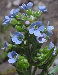 Image result for Mechowia grandiflora