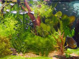 Live Plants And Lighting In Aquariums