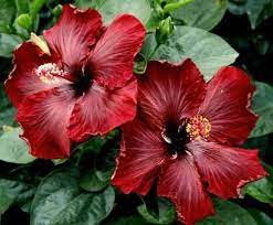 Pin On Flowers