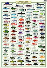 Anglers Guide Fish Of Australia Fish Chart Fish Sea Fish