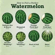 Cut each half into two more wedges. How To Pick A Perfect Watermelon In 2020 Food Facts Watermelon Food Hacks