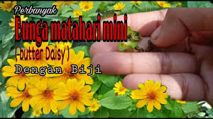 Selain itu, tanaman mini ini juga sering dimanfaatkan dalam membuat akuarium mini tanpa air. Cara Memperbanyak Tanaman Matahari Mini Butter Daisy Youtube