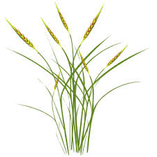 Image result for Heteropogon contortus