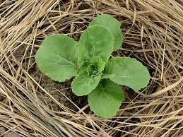 Maybe you would like to learn more about one of these? Mulch Hot Weather Vegetable Garden Protection Harvest To Table