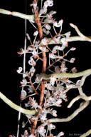 Image result for Microcoelia corallina