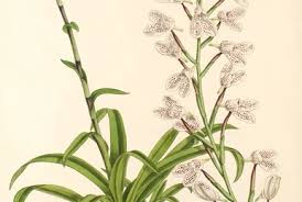 Image result for Dasylepis racemosa